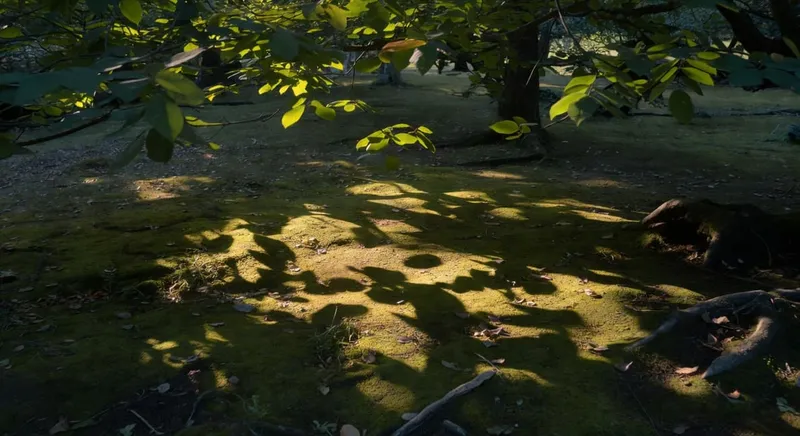 陽光下花朵盛開的園藝場景細節