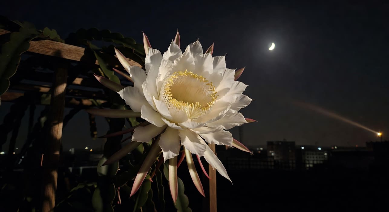 夜晚陽台特寫，巨大白火龍果花綻放，花蕊金黃，月光灑落城市燈光