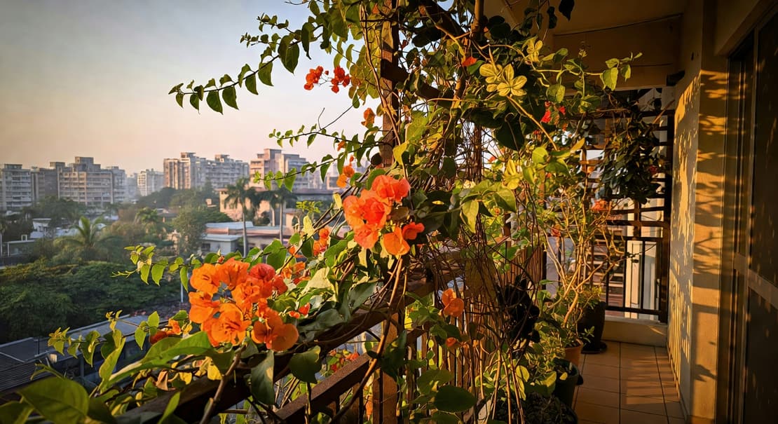 傍晚陽台多種藤蔓攀爬格架，橙色九重葛綠金銀花交錯，暖橘夕陽側光台灣城市背景光影層次