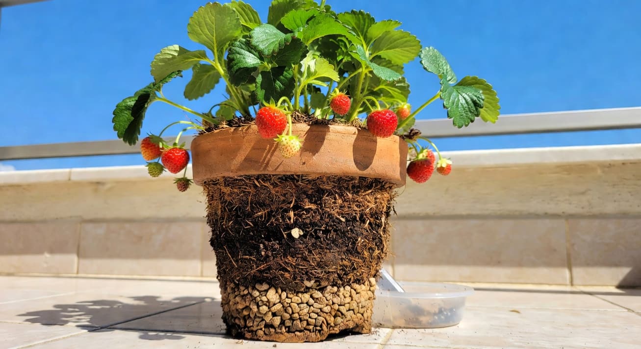 陽台草莓盆栽設置示意圖，包含介質層次、排水系統和最佳光照角度設計。