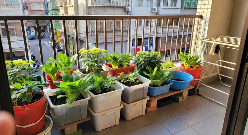 陽台種菜第一步：新手 8 週收成計畫