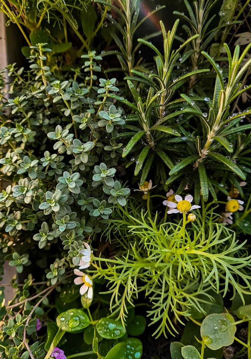 垂直花園香草特寫：百里香、迷迭香、洋甘菊，展示葉色質感與陽光露水珠。