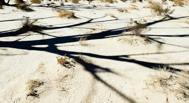 陽光普照下綠植茂盛生長的園藝場景
