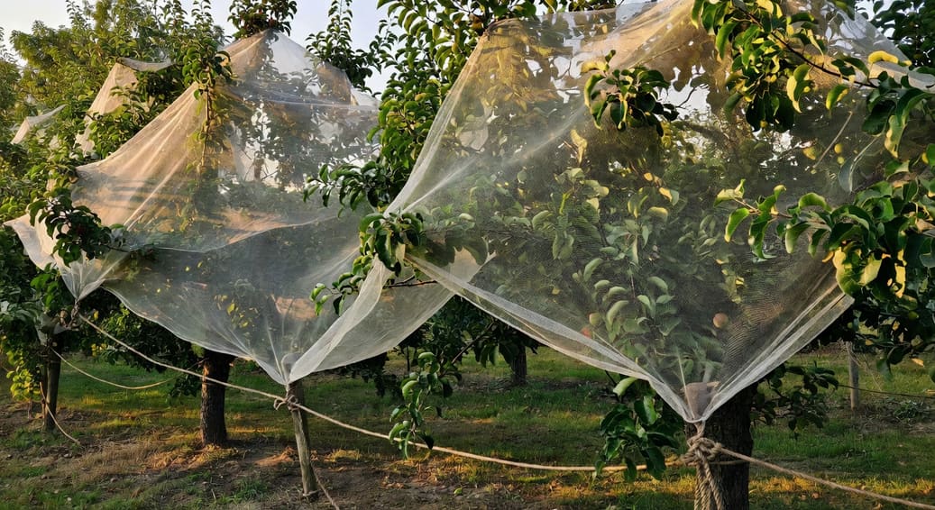 果園防鳥網安裝圖,網緊貼果樹邊角繩索固定,標準應用示範