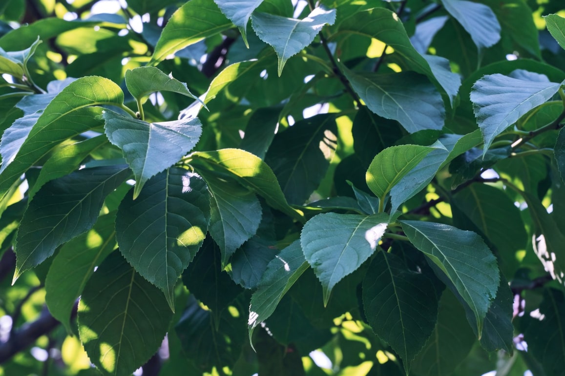 LED全光譜補光燈照射室內植物的場景