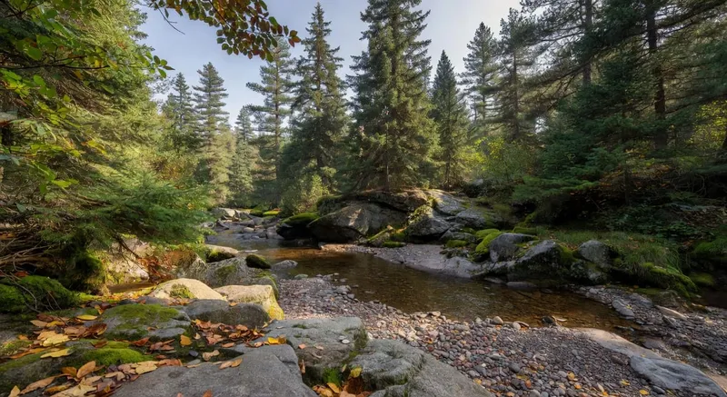 陽光下花園多樣植物生長的近景
