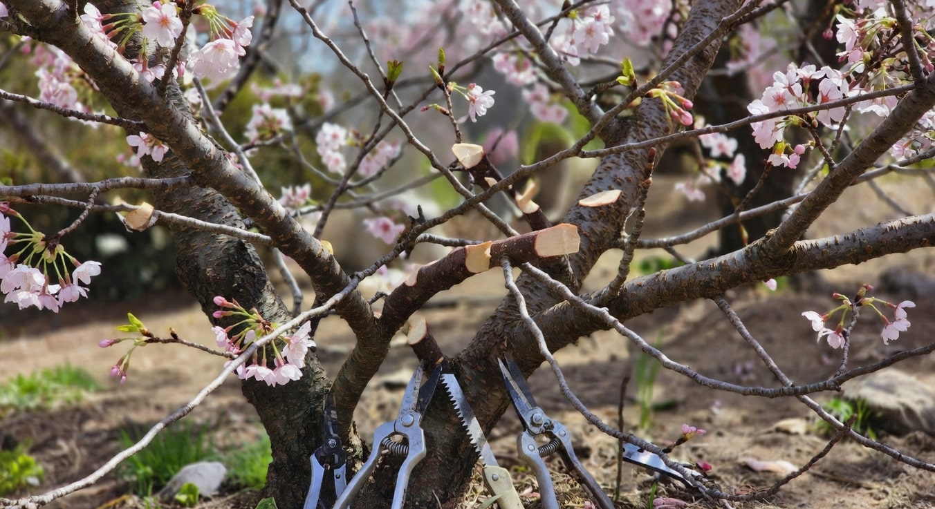 櫻花樹修剪細節：移除死枝交叉枝，展示工具和新鮮切口