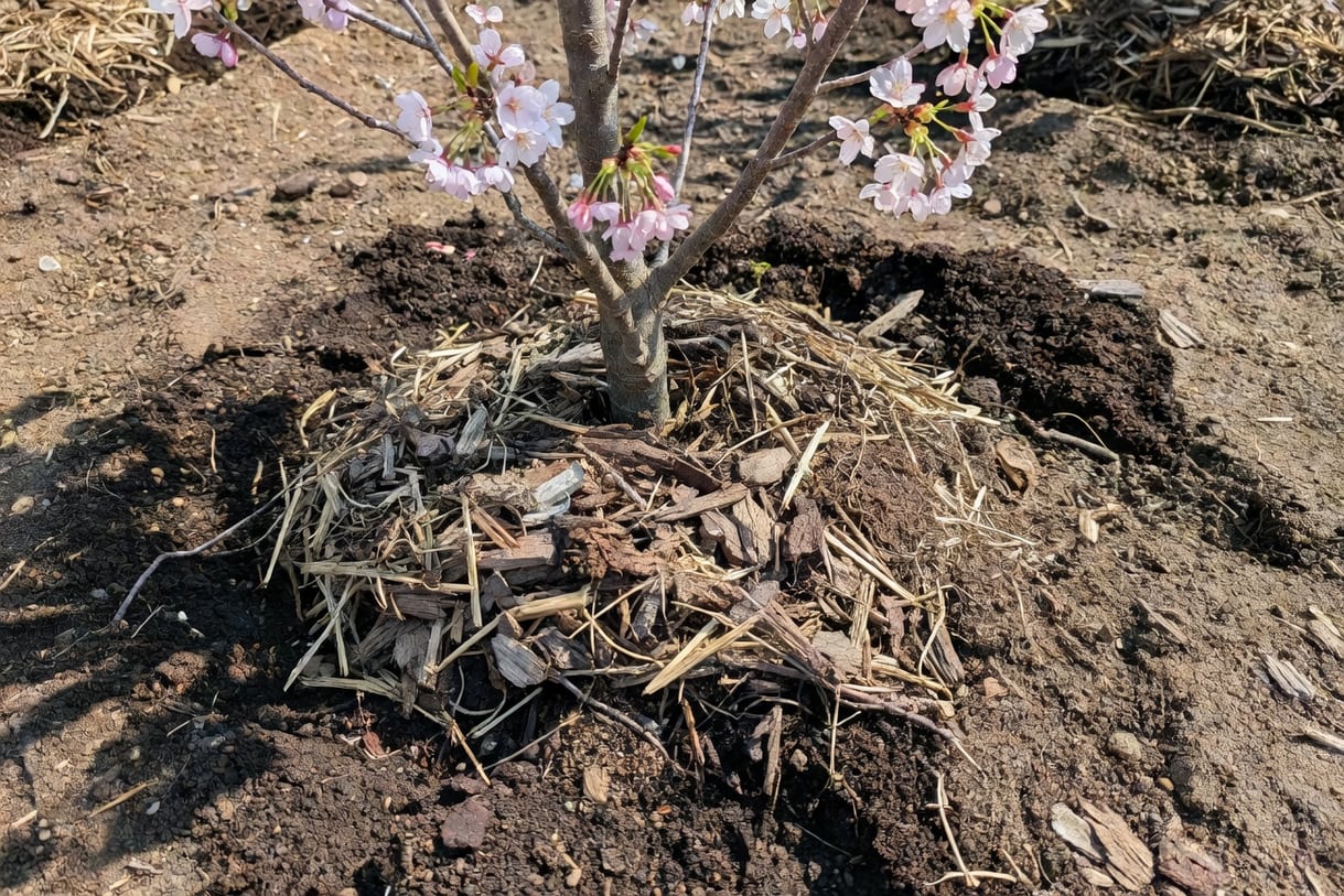 春季新植櫻花樹根部保護，覆蓋物層與土壤改良過程