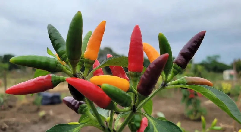 辣椒品種大觀與種植技巧