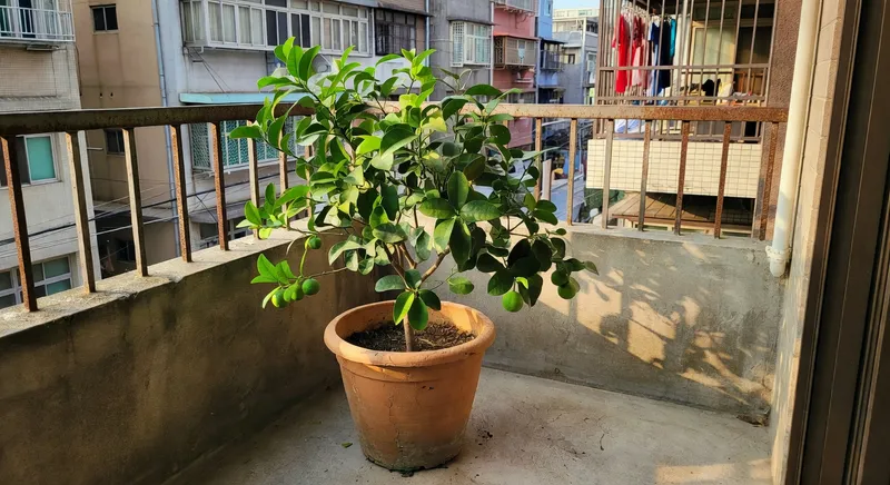 在台灣種柑橘：從選苗到第一次採收