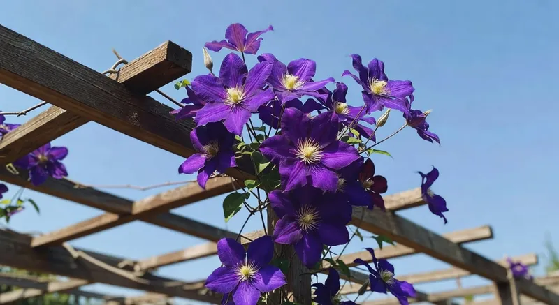 紫色大花鐵線蓮綻放在木質構架上，華麗花朵攀援而上