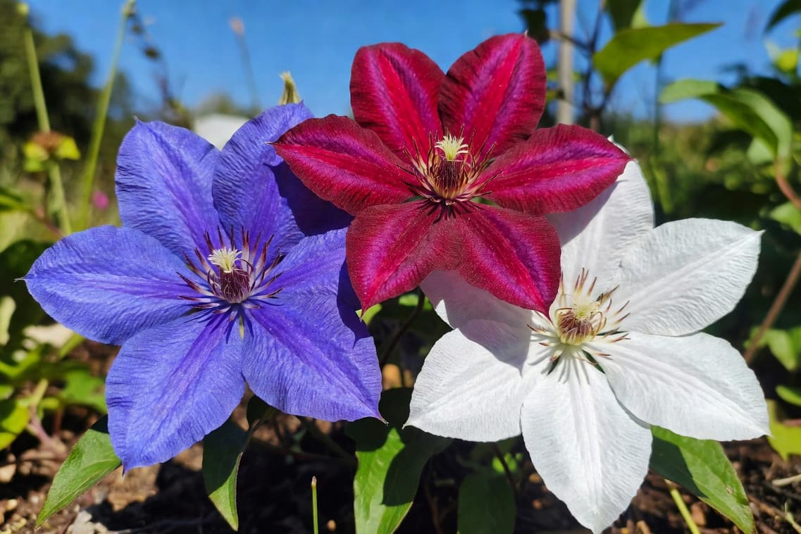 三種顏色鐵線蓮花朵特寫，顯示紫藍紅紫白色彩層次與花瓣紋理。