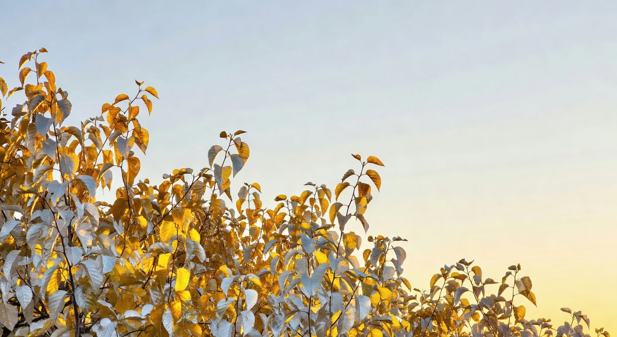 黃昏時彩葉植物邊界被側逆光照亮，銀白和金黃葉片泛溫暖光芒