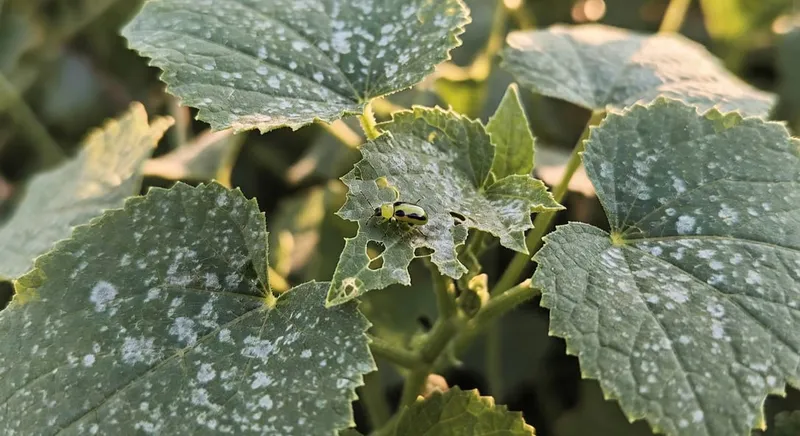 黃瓜葉片上黃瓜甲蟲、苦痕及白粉病感染症狀