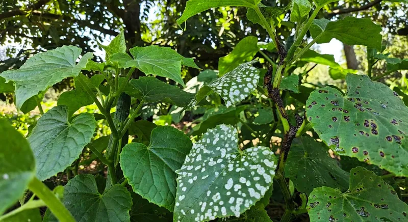 健康與患病黃瓜莖葉對比蔓枯病、白粉病和炭疽病症狀