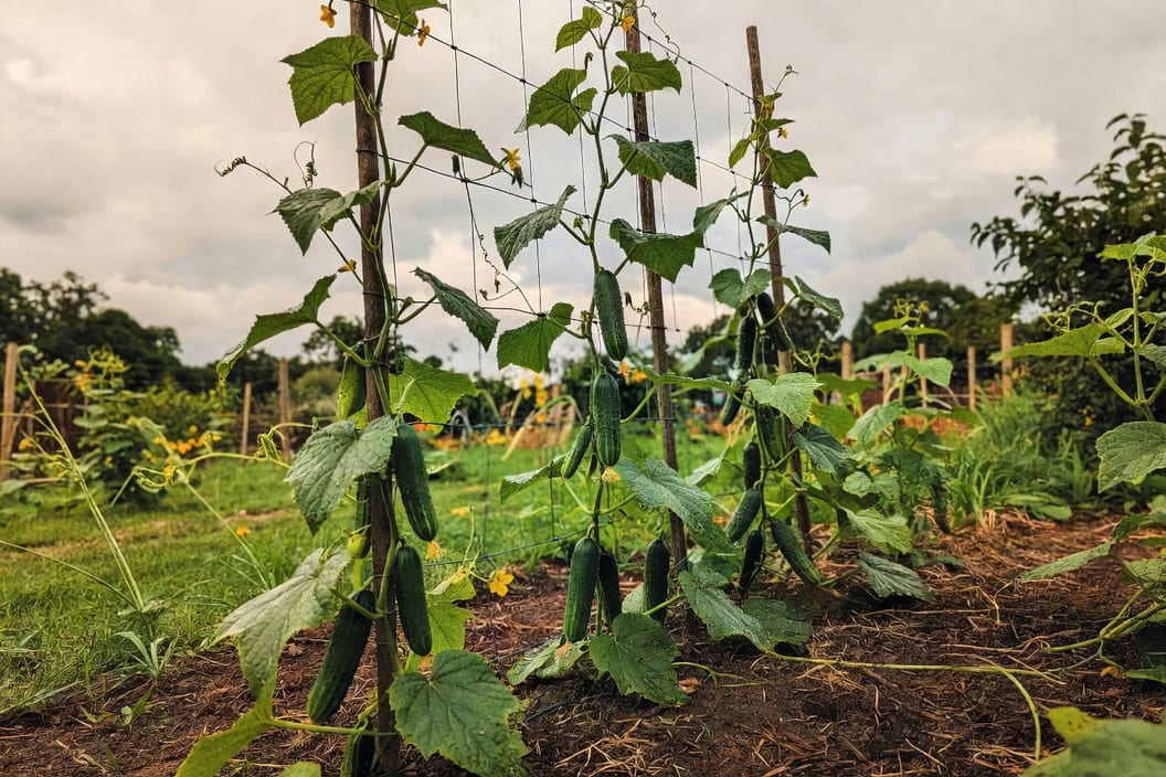 小黃瓜棚架栽培 - 圖片 3