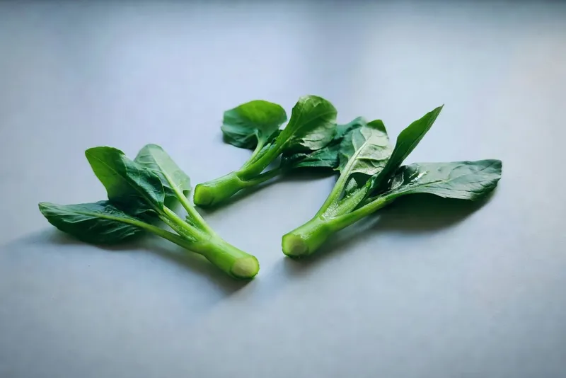 扦插高成活率技巧