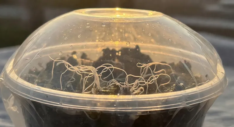 透明盆中覆蓋塑膠罩的扦插穗，新白細根從介質冒出