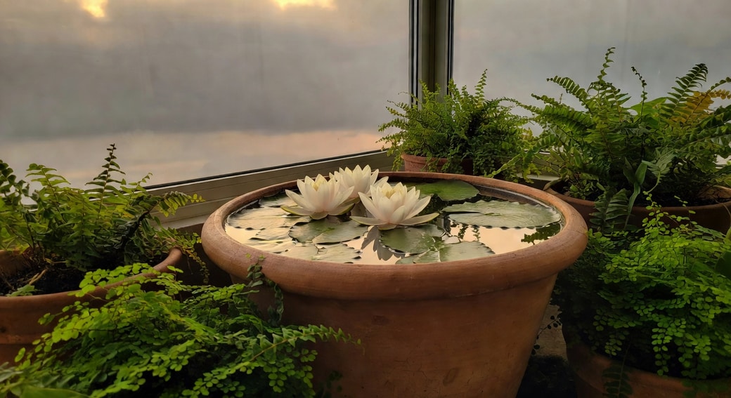 透過落地窗望向陽台水景：大型陶缸睡蓮白花盛開，水面倒影窗框，周圍蕨類盆栽，黃昏暖光下安靜美學。