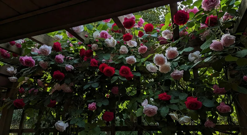 攀藤植物棚架設計