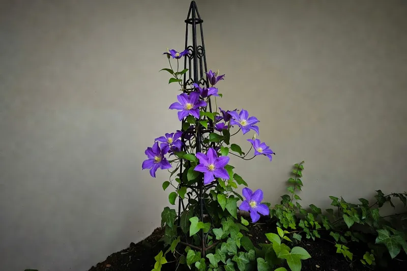 花園角落黑色鐵架上紫色鐵線蓮綻放，綠色常春藤環繞