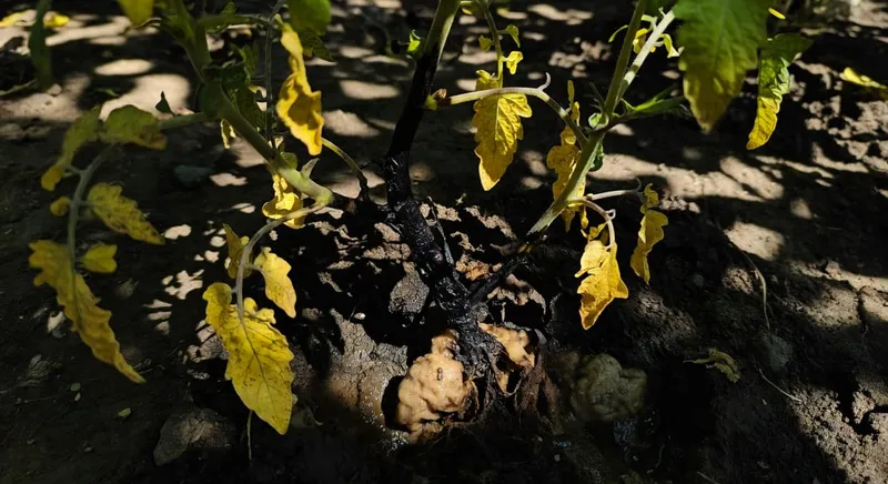 番茄田間檢查流程圖：病株莖部黑化、下層葉枯黃、根部軟爛