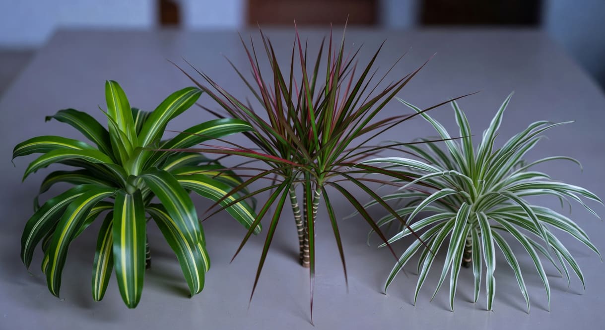 三種龍血樹品種並排展示：玉米植物黃色條紋葉、馬達加斯加龍木紅色葉頂、絲帶植物邊紋。