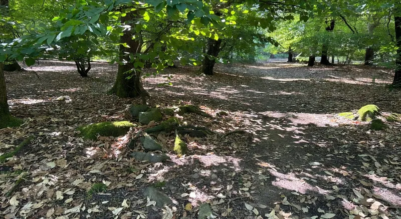 屏幕閱讀器軟件幫助視障人士瀏覽網站的示意圖