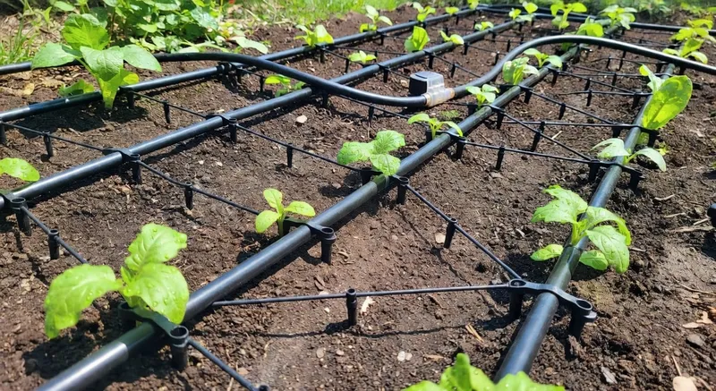 展示DIY滴灌系統安裝步驟的指導圖像