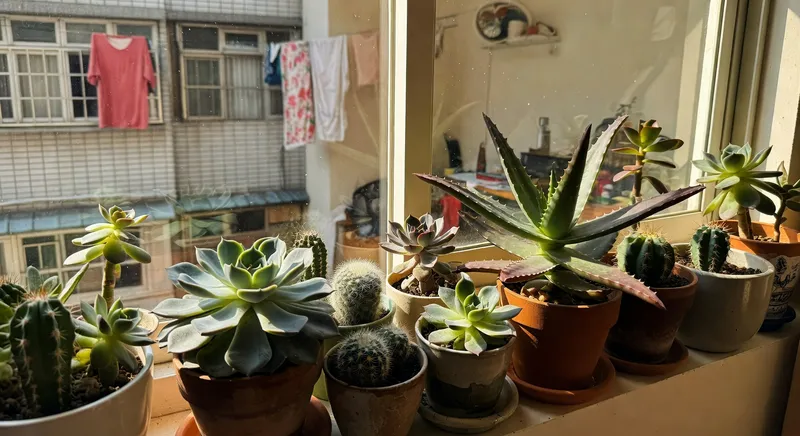 懶人救星：耐旱又好養的植物推薦