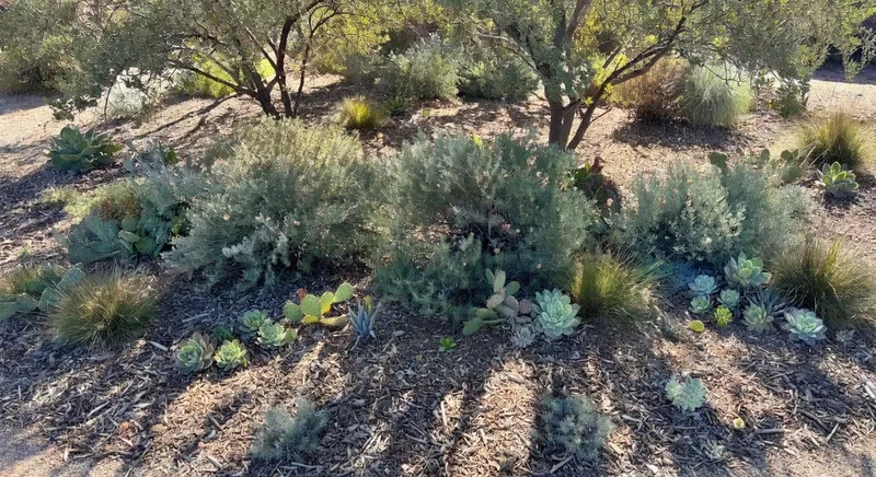 旱地花園設計佈局示意圖,展現多層植物配置與覆蓋物應用
