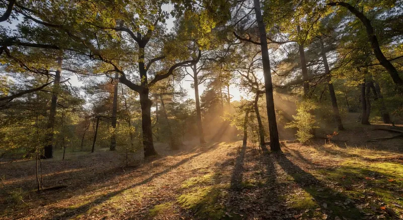陽光充足環境中綠葉植物生長的詳細圖像