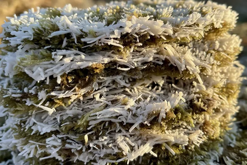 水苔和椰纖仔细堆叠，白色纤维在阳光下泛自然米色光泽。