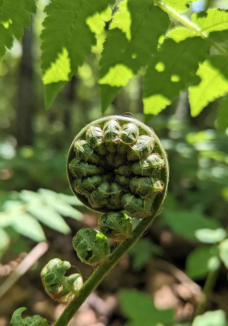 蕨類卷曲嫩芽以螺旋形狀展開的宏觀特寫。