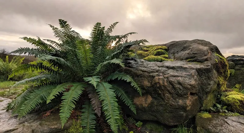 冬日花園角落深綠聖誕蕨貼濕石，青苔石紋層次分明，光線暗沉溫暖