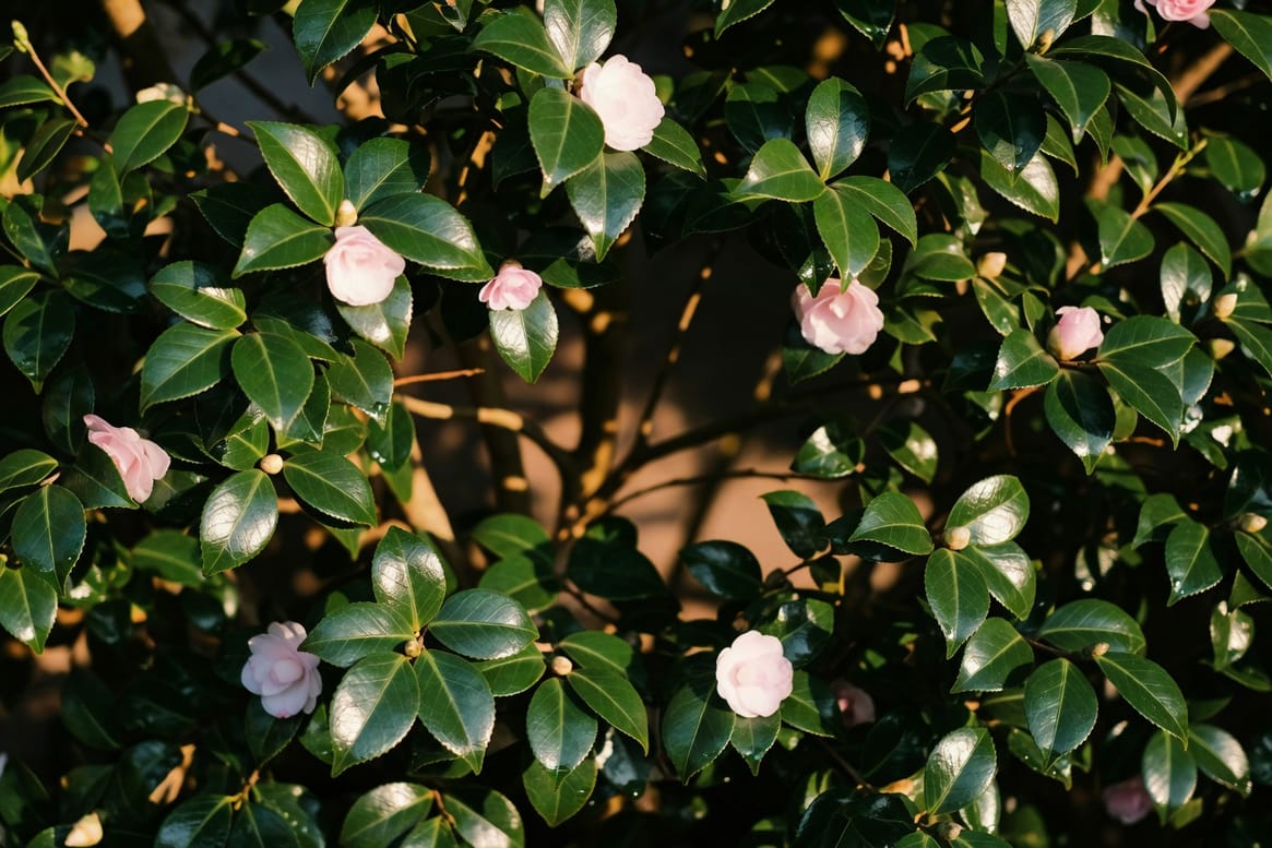 觀葉灌木的四季色彩:當葉子比花朵更長情