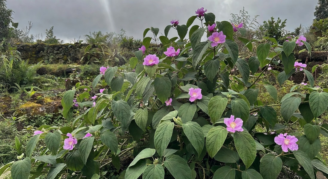 台灣野牡丹灌木:寬大粗糙葉片五條葉脈與粉紫花朵在自然光下蓬勃,亞熱帶庭院氛圍