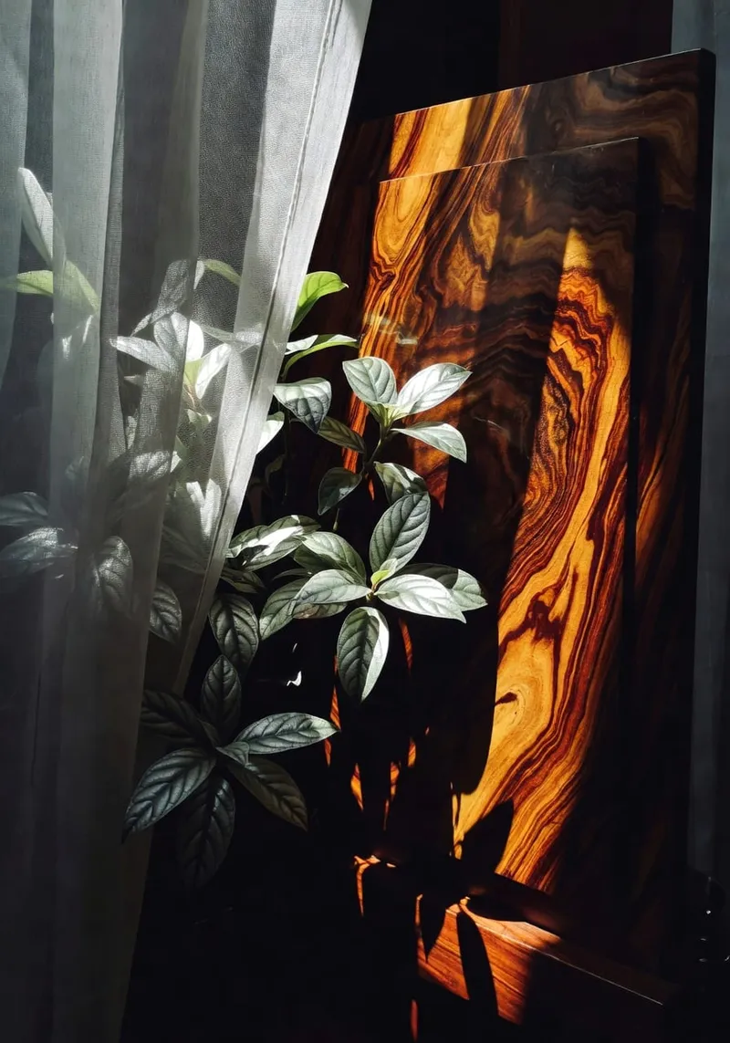 觀葉植物的光影劇場——葉子的生命在光線中綻放