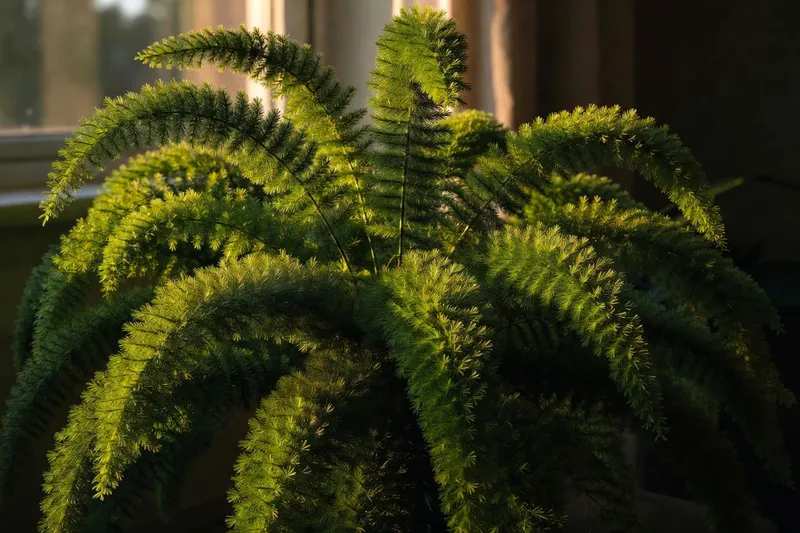 孤尾蕨在側光下羽毛狀葉片層次分明,陰影深邃,展現強烈立體感