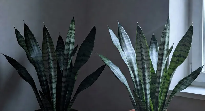 蛇紋木對比:左側昏暗無光,右側窗邊漫射光下銀綠閃耀