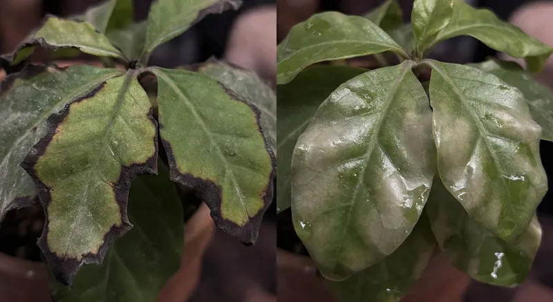 植物凍傷對比圖：左側葉片黑化焦邊，右側熱傷害水浸軟化症狀