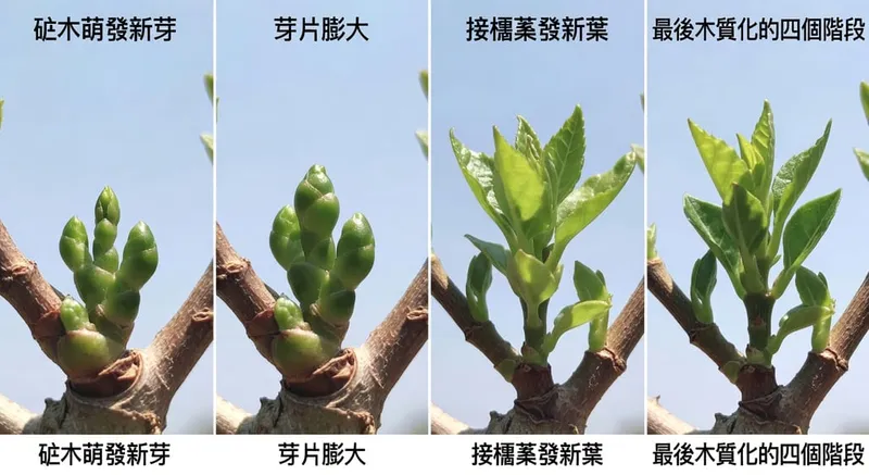 果樹嫁接後第一年成長記錄:砧木萌芽、芽片膨大、接穗長葉、最終木質化