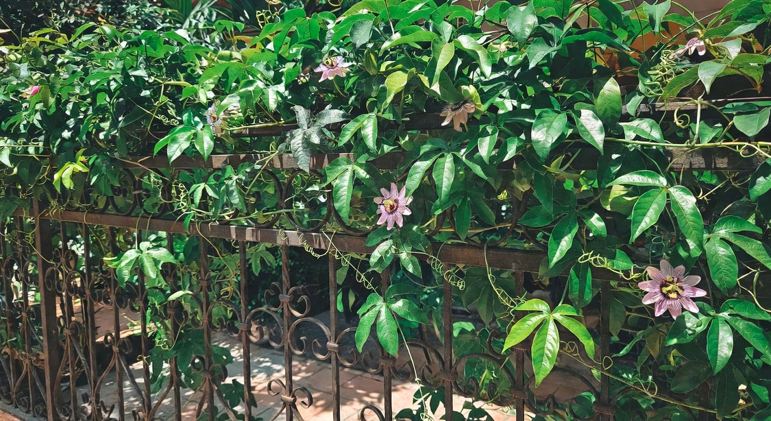 西番蓮藤蔓攀爬鐵架，翠綠葉片密佈，粉紫花朵點綴，卷鬚纏繞橫梁，台灣熱帶氛圍
