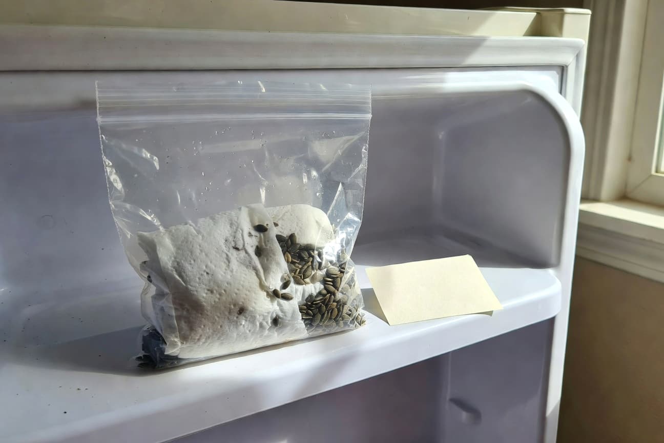 秋播種子的層積催芽技術:打破休眠的冷處理科學