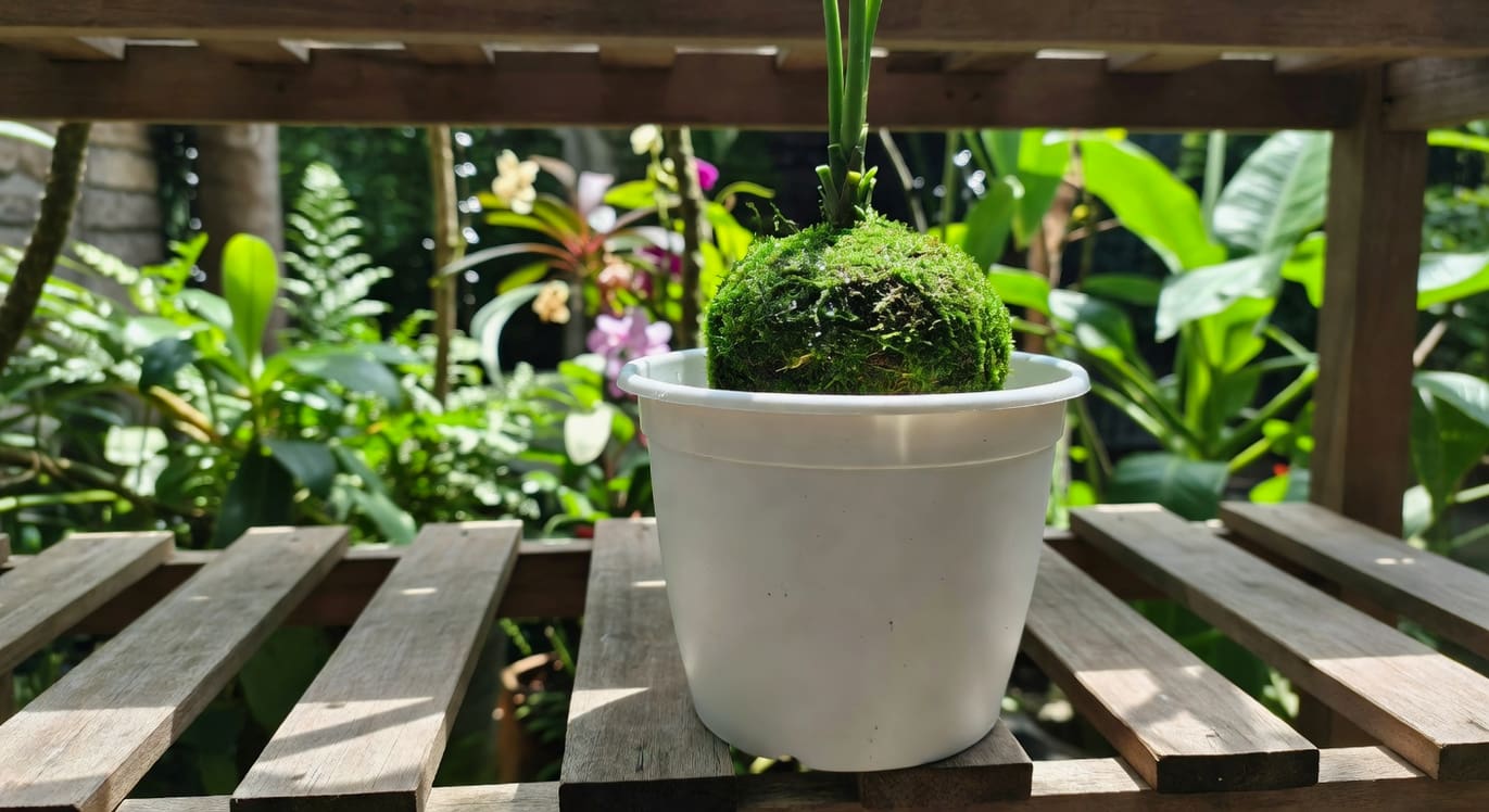 新切離空氣壓條植株在白色盆中：根系帶水苔球，置於半遮陰台灣花架。