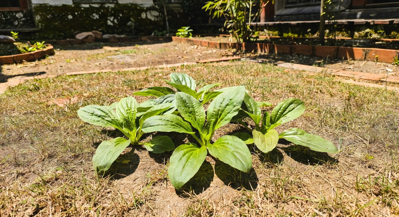 草坪中車前草植株特寫，蓮座形葉片平貼地面，寬葉脈紋清晰，台灣庭院背景，無人物