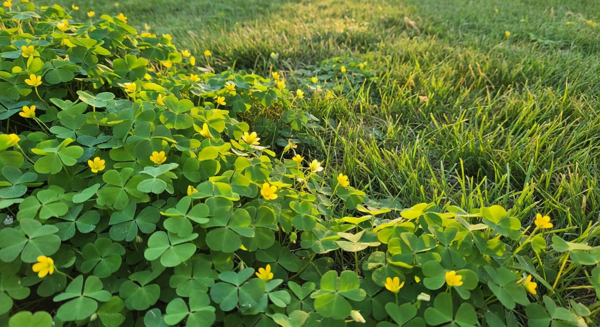酢漿草入侵草坪的根治方案:從生物學弱點找出真正有效的方法
