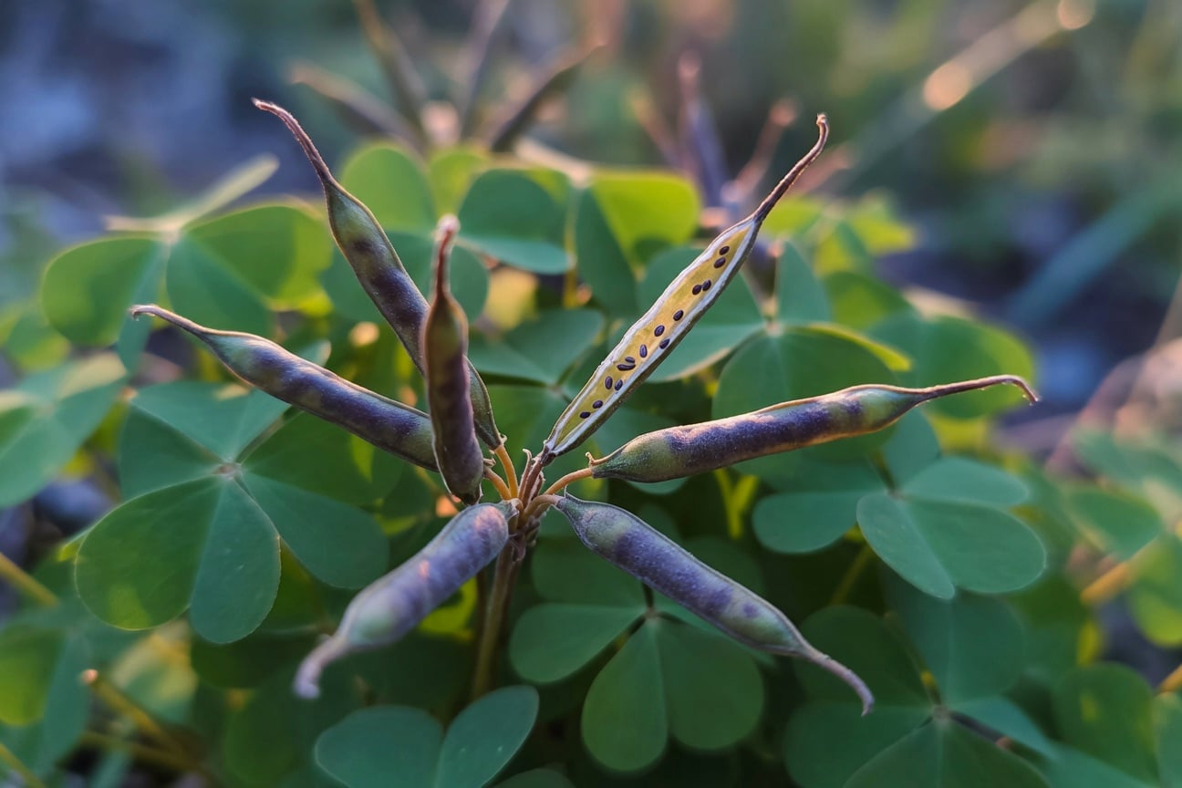 酢漿草種莢特寫,尖長莢果開裂種子清晰,葉片背景微距效果