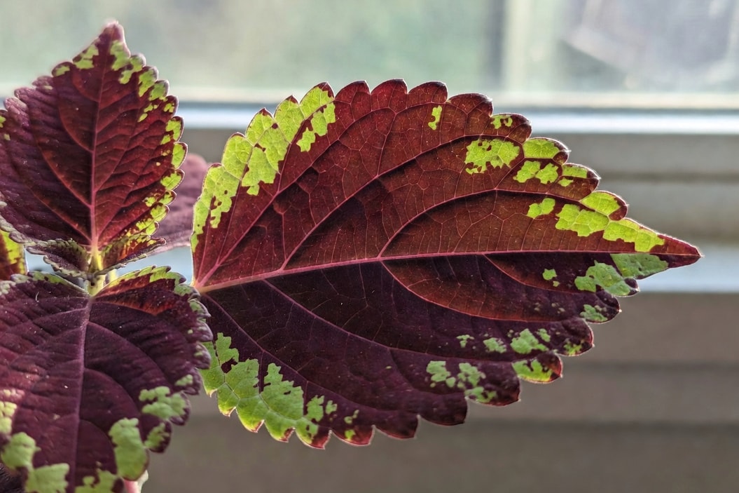 彩葉草葉片特寫，紫紅萊姆綠對比色塊，葉緣鋸齒分明，逆光下葉脈如網絡透光細膩質感