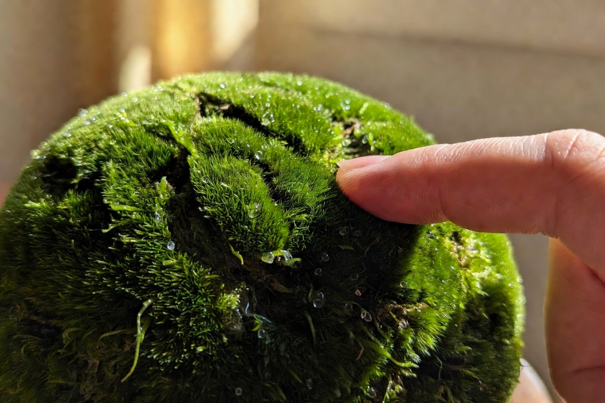 手指觸摸苔蘚特寫，細微結構和水滴，背景模糊，表現濕潤療癒質地